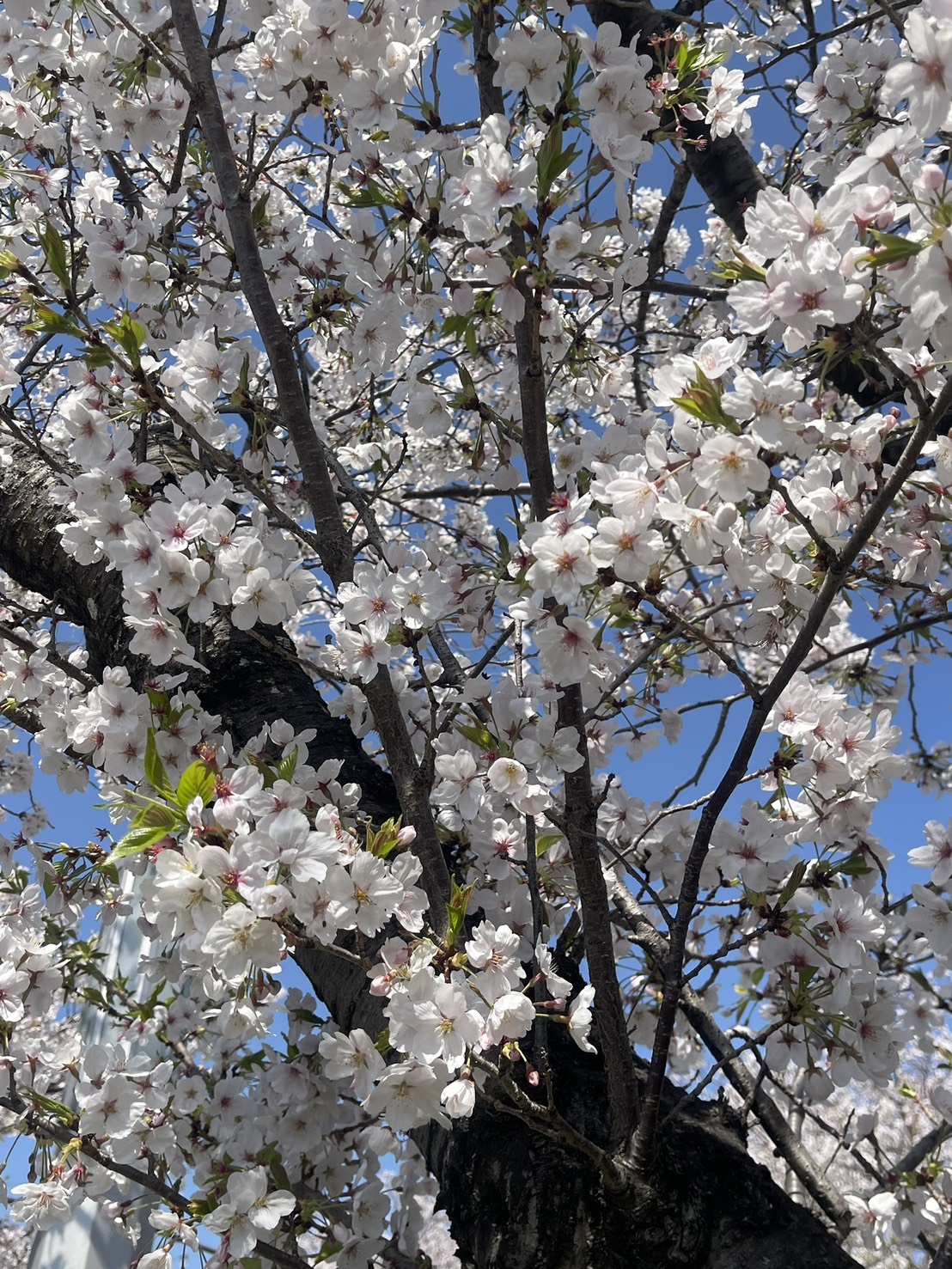 桜の木